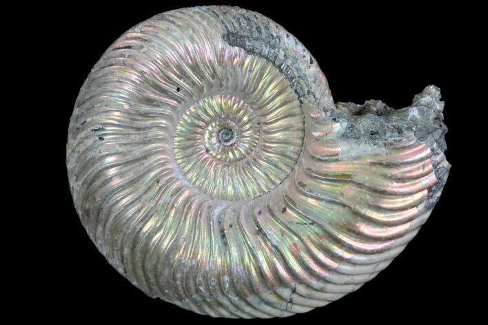 Iridescent Ammonite (Quenstedticeras) Fossil With Pyrite #78501
